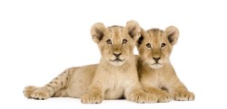 MSD007 Muursticker welpjes_17700757